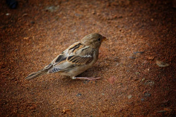 Schöner Haussperling Sucht Nahrung Aus Dem Boden — Stockfoto