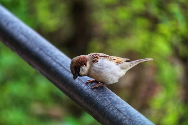 Moineau Maison Isloated Oiseau Assis Dans Beau Fond Flou — Photo