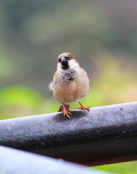 Isloated House Sparrow Bird Sitting Nice Blur Background — Stock Photo, Image