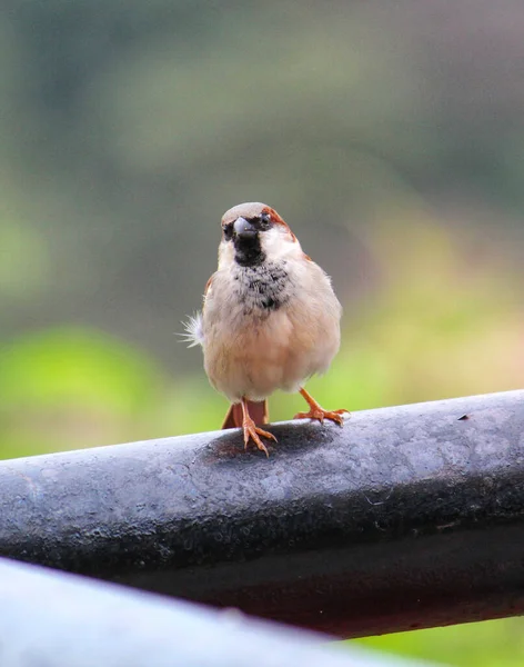 Isloated Haussperling Vogel Sitzt Schönen Verschwommenen Hintergrund — Stockfoto