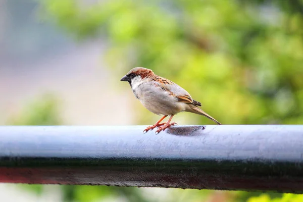 Isloated House Sparrow Bird Sitting Nice Blur Background — Stock Photo, Image