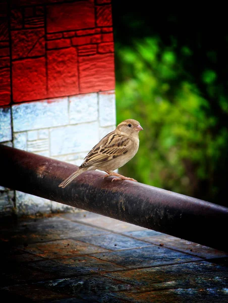 Isloated Haussperling Vogel Sitzt Schönen Verschwommenen Hintergrund — Stockfoto