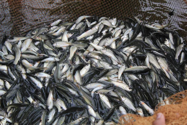 Estocagem Sementes Peixe Lagoa Piscicultura Gestão Pré Estocagem Piscicultura Fotografia De Stock