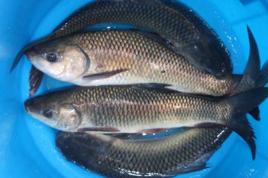 Göletten hasat edildikten sonra kovadaki balık yavrusu tohumu.