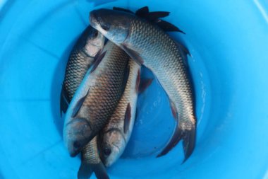 Göletten hasat edildikten sonra kovadaki balık yavrusu tohumu.