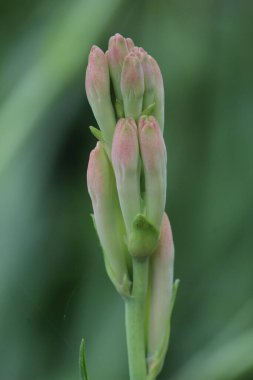 Güzel, bulanık arka planda tüberküloz çiçeği filizleniyor.