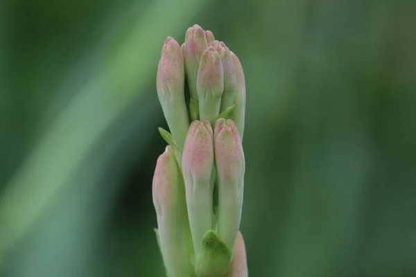 Tuberose Flower Budding Nice Blur Background — Stock Photo, Image