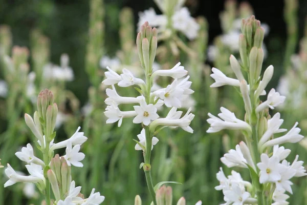 Όμορφο Λευκό Λουλούδι Tuberose Rajnigandha Στον Κήπο Εικόνα Αρχείου