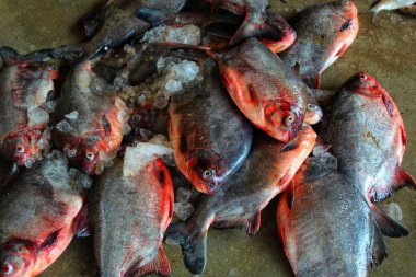 Pirana balığı piaractyus brachypomus balığı Güney Amerika 'daki balık pazarında satılıyor.