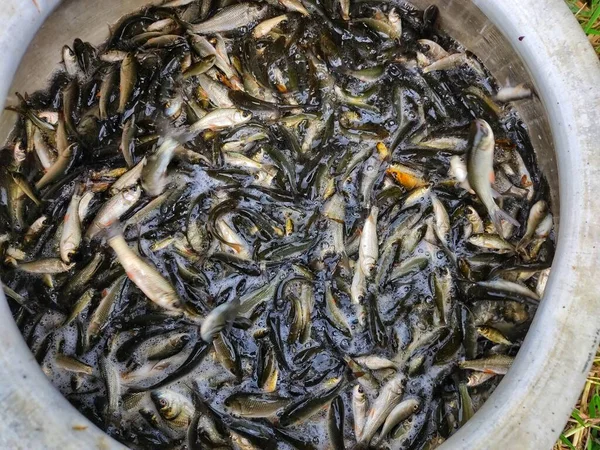 大量的罗湖鲤鱼种子装在一个大容器中运送到一个养鱼池 — 图库照片