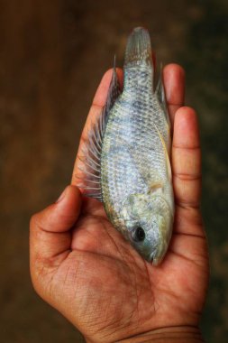Elimde tatlı, küçük tilapia balığı var. Farklı açılardan bakınca arka plan bulanık.