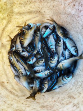 Balık çiftçilerine satılmak üzere kovada bir sürü Hint sazan balığı tohumu.