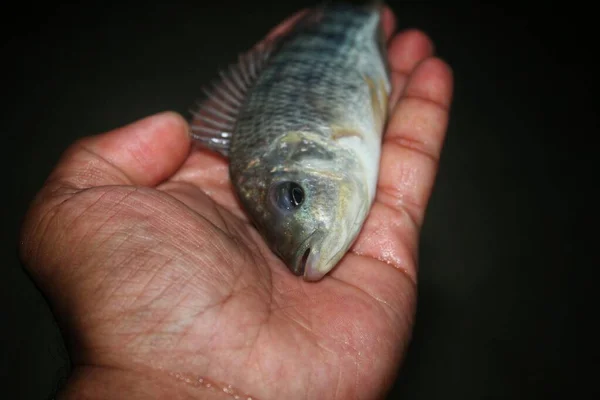 Niedlichen Kleinen Tilapia Fisch Der Hand Schönen Verschwommenen Hintergrund Aus — Stockfoto