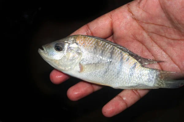 Ikan Tilapia Kecil Yang Lucu Tangan Dengan Latar Belakang Kabur — Stok Foto