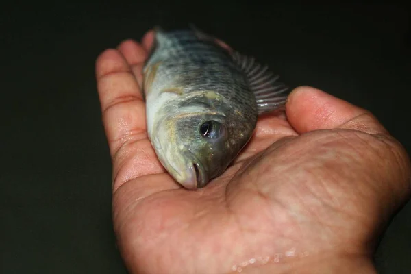 Carino Piccolo Tilapia Pesce Mano Bel Sfondo Sfocatura Diversa Angolazione — Foto Stock