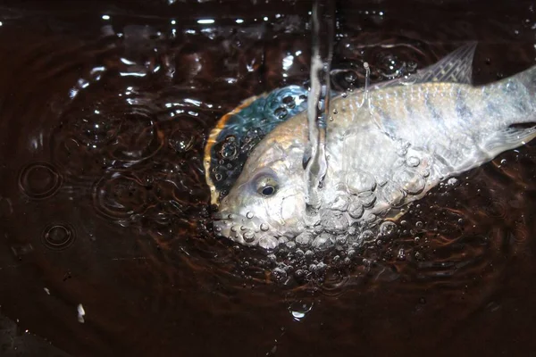 Tilapia Peixe Água Uma Bacia Wwash Pia Com Água Derramando — Fotografia de Stock