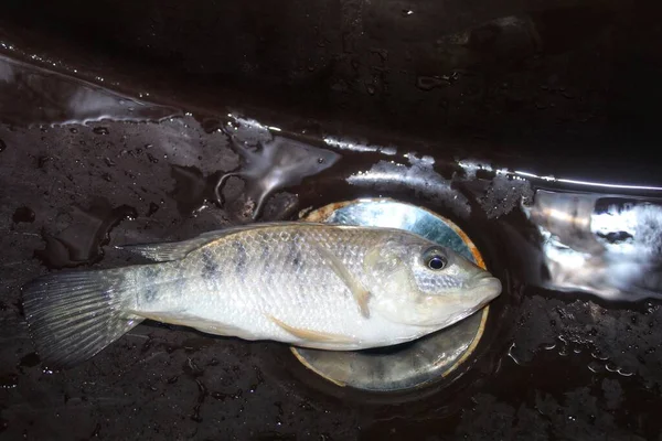 세면대 틸라피아 물고기 — 스톡 사진