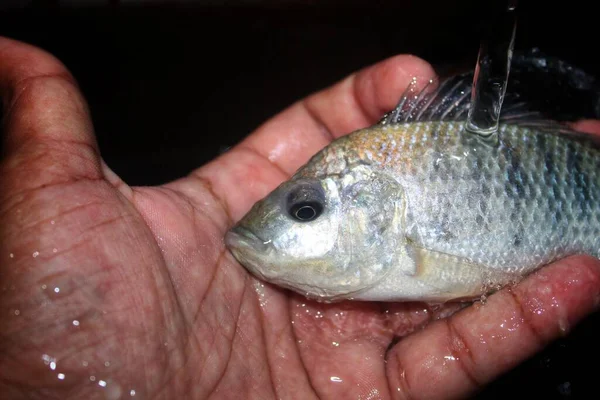 Pescado Tilapia Mano Con Agua Rociando Sobre Bonito Fondo Borroso —  Fotos de Stock