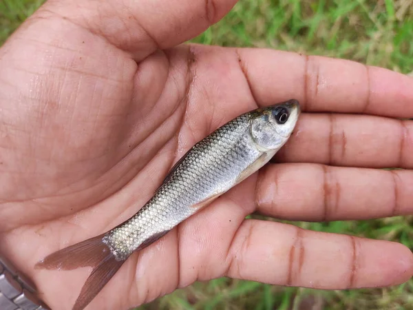 Bebé Rohu Labeo Rohita Carpa Pescado Semillas Mano Buen Fondo — Foto de Stock