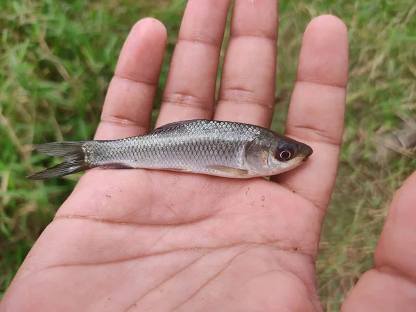 Bebé Rohu Labeo Rohita Carpa Pescado Semillas Mano Buen Fondo — Foto de Stock