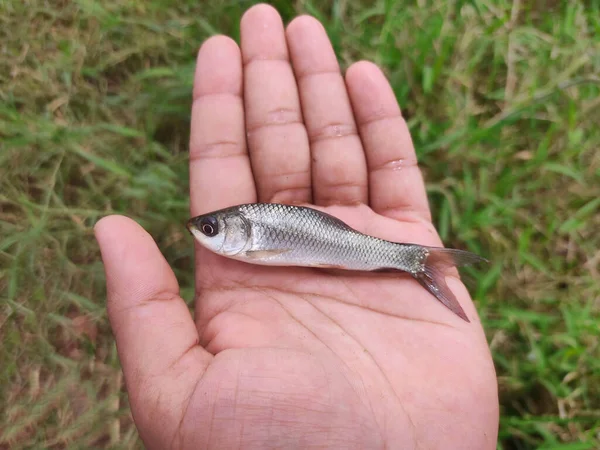 Baby Rohu Labeo Rohita Karp Fisk Frö Handen Fin Oskärpa — Stockfoto