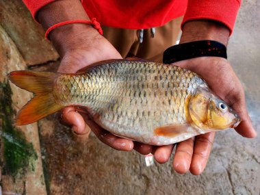 Büyük sazan balığı cyprinus carpio balığı bir balıkçının elinde
