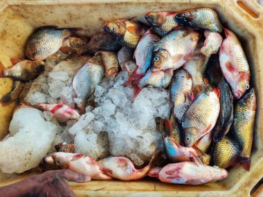 Taze toplanmış sazan cyprinus carpio balığı sepette buzla birlikte satışa hazır.
