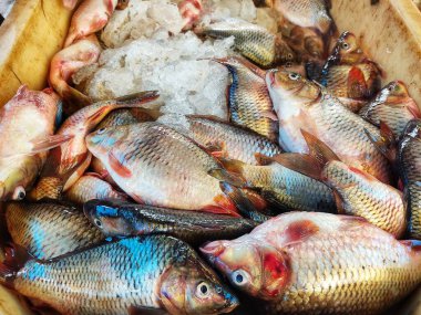 Taze toplanmış sazan cyprinus carpio balığı sepette buzla birlikte satışa hazır.