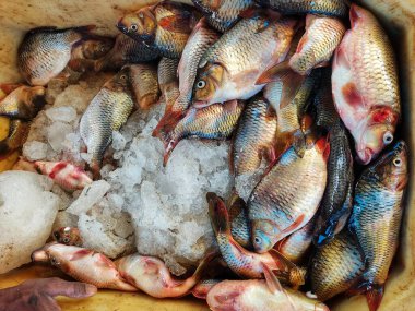 Taze toplanmış sazan cyprinus carpio balığı sepette buzla birlikte satışa hazır.