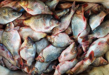 Taze toplanmış sazan cyprinus carpio balığı sepette buzla birlikte satışa hazır.