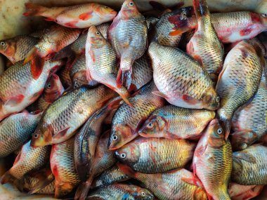 Taze toplanmış sazan cyprinus carpio balığı sepette buzla birlikte satışa hazır.