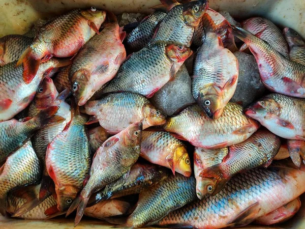 Čerstvě Sklizené Ryby Kapr Cyprinus Carpio Košíku Ledem Připraveným Prodeji — Stock fotografie