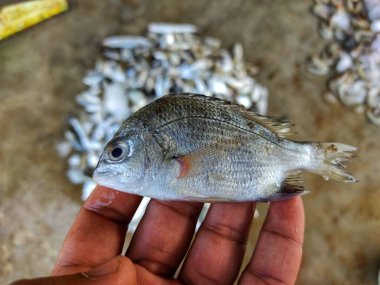 Sarı yüzgeçli çipuralı balık acathphagrus australis balığı elde bulanık bir arka planda.