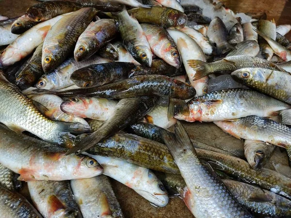 Δέσμη Ψαριών Mugil Cephalus Grey Mullet Πάγο Έτοιμο Προς Πώληση — Φωτογραφία Αρχείου