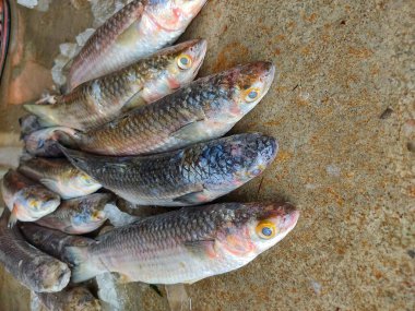 Hint balık pazarında büyük lezzetli gri kefal balığı kafatası satışı.