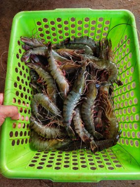 Büyük taze hasat edilmiş yeşil sepetli karides ihracat için hazır penaeus monodon karides.