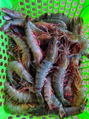 Büyük taze hasat edilmiş yeşil sepetli karides ihracat için hazır penaeus monodon karides.