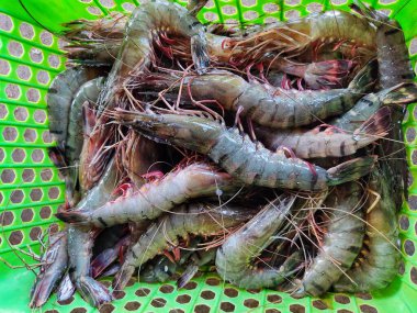 Büyük taze hasat edilmiş yeşil sepetli karides ihracat için hazır penaeus monodon karides.