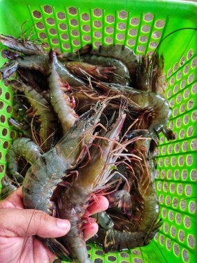 Kültür gölü karidesinden elde edilen taze büyük kaplan karidesi.
