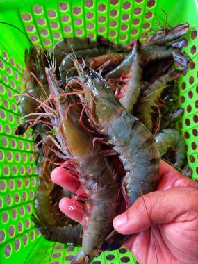 Kültür gölü karidesinden elde edilen taze büyük kaplan karidesi.
