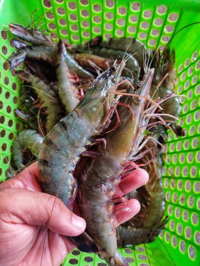 Kültür gölü karidesinden elde edilen taze büyük kaplan karidesi.