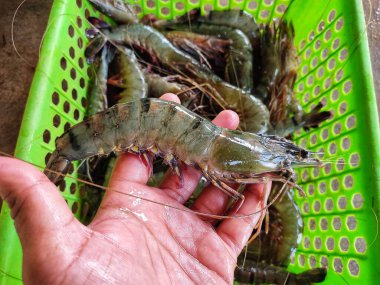 Kültür gölü karidesinden elde edilen taze büyük kaplan karidesi.