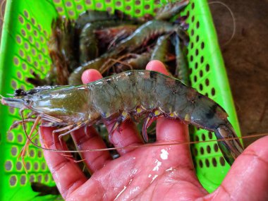 Kültür gölü karidesinden elde edilen taze büyük kaplan karidesi.