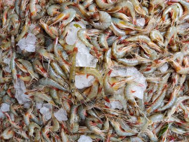 Hindistan balık pazarında restoranlara satılmak üzere buz küplü taze, lezzetli beyaz karides.