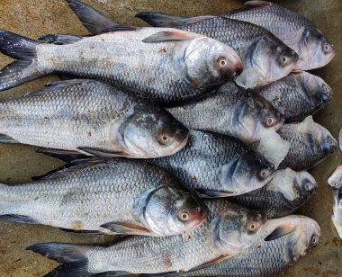 Hint balık pazarında sıraya dizilmiş taze toplanmış büyük Hint sazan balığı.