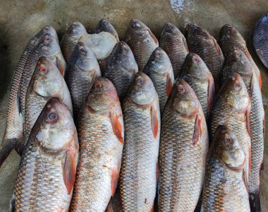 Hint balık süpermarketinde satılmak üzere sıraya dizilmiş taze biçilmiş rohu balığı.
