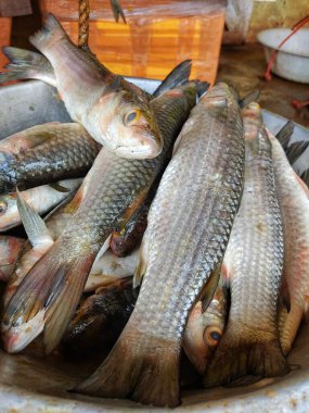 mugil cephalus gri kefal balığı geleneksel Hint balık tartısı satılık