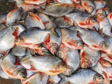 Hint balık pazarında yere yığılmış Pacu roopchandi balığı yığını Pygocentrus piraya kırmızı piranha yalanladı