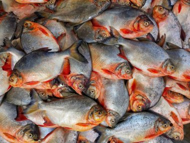 Hint balık pazarında yere yığılmış Pacu roopchandi balığı yığını Pygocentrus piraya kırmızı piranha yalanladı