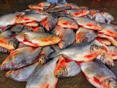 Hint balık pazarında yere yığılmış Pacu roopchandi balığı yığını Pygocentrus piraya kırmızı piranha yalanladı